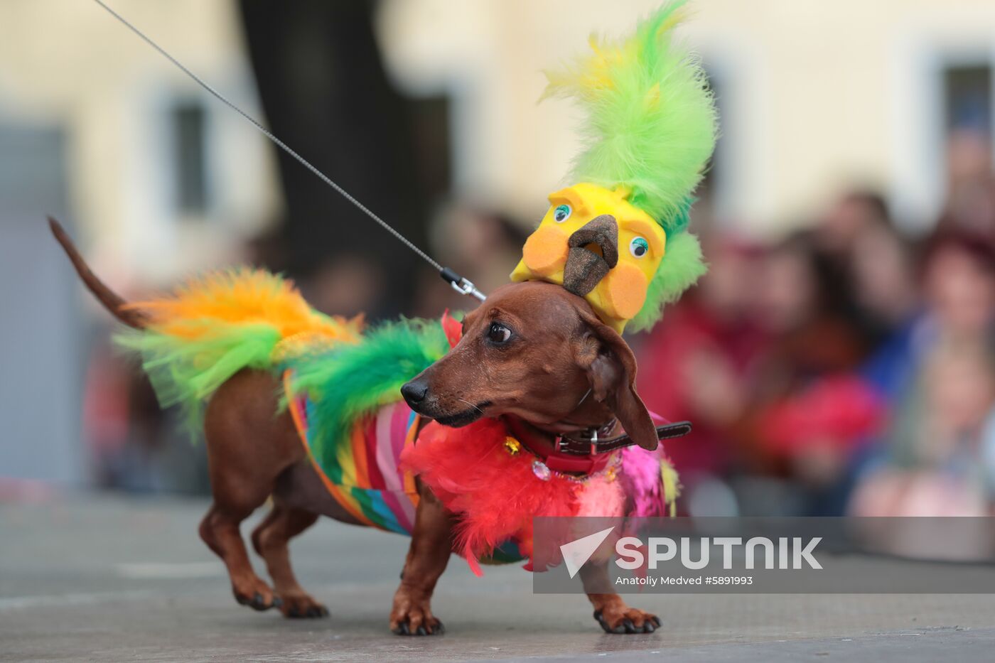 Russia Dogs Parade