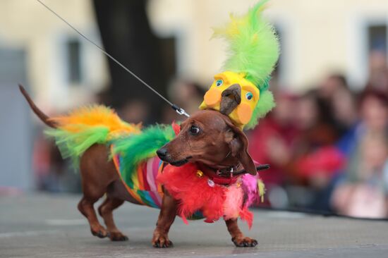 Russia Dogs Parade