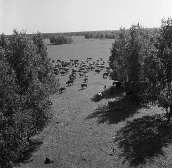 Kazakh forest-steppes