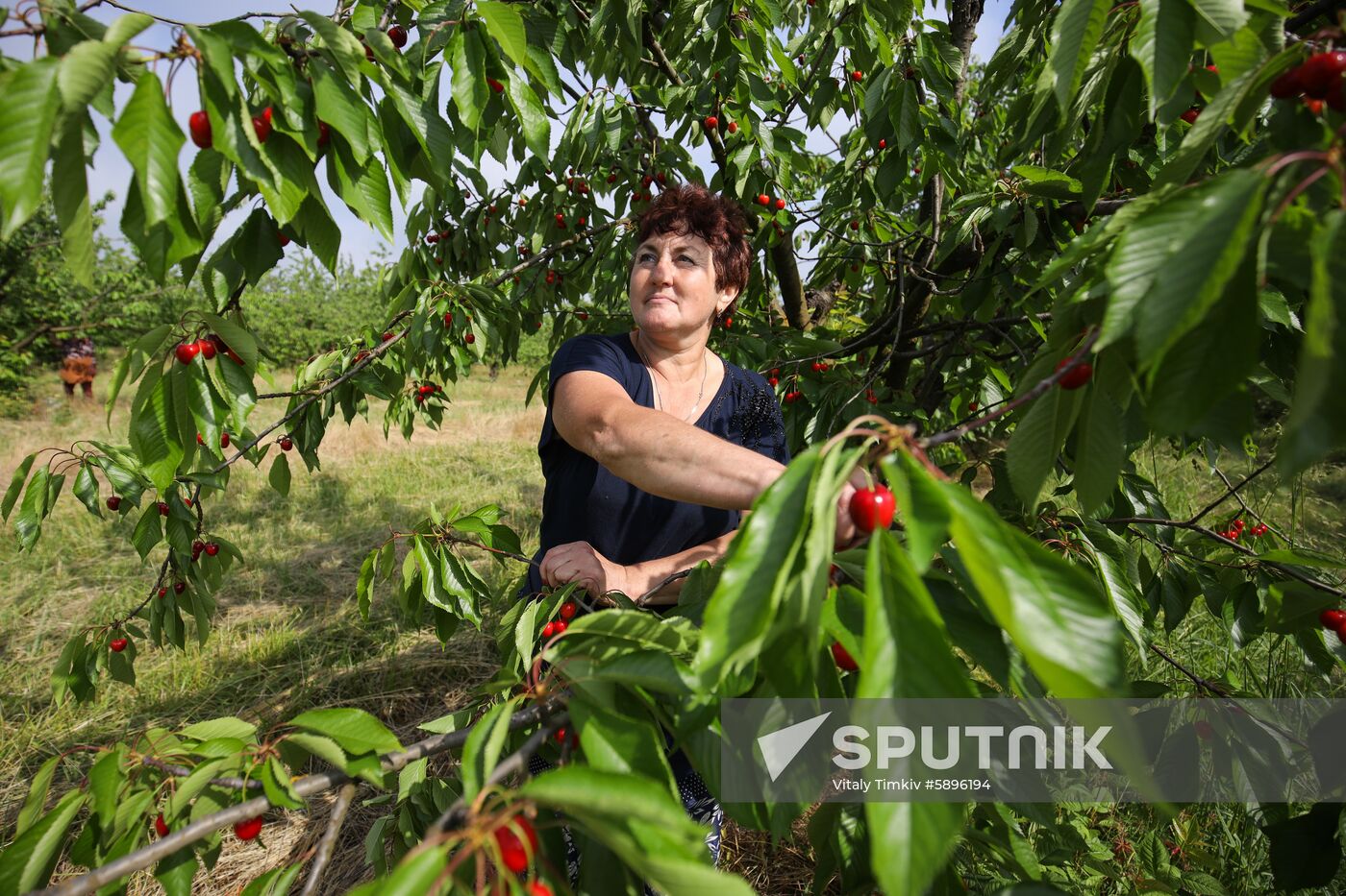 Russia Wild Cherries Harvest