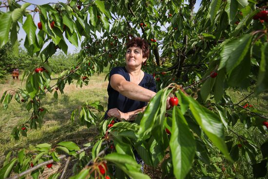 Russia Wild Cherries Harvest