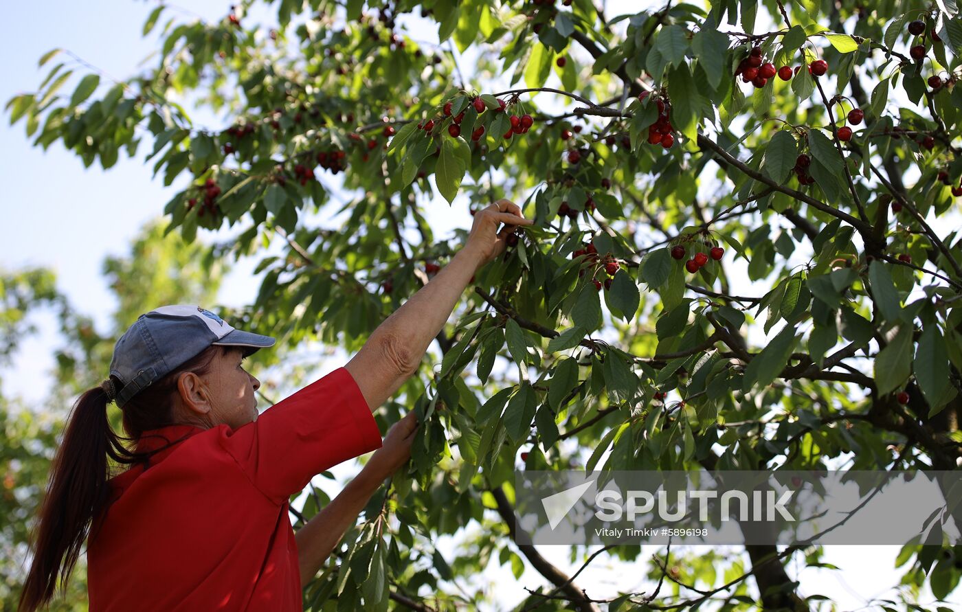 Russia Wild Cherries Harvest