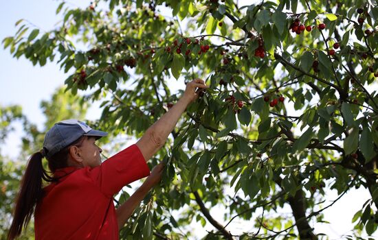 Russia Wild Cherries Harvest