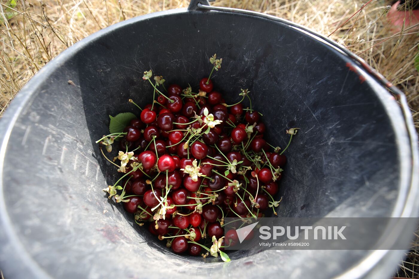 Russia Wild Cherries Harvest