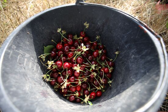 Russia Wild Cherries Harvest