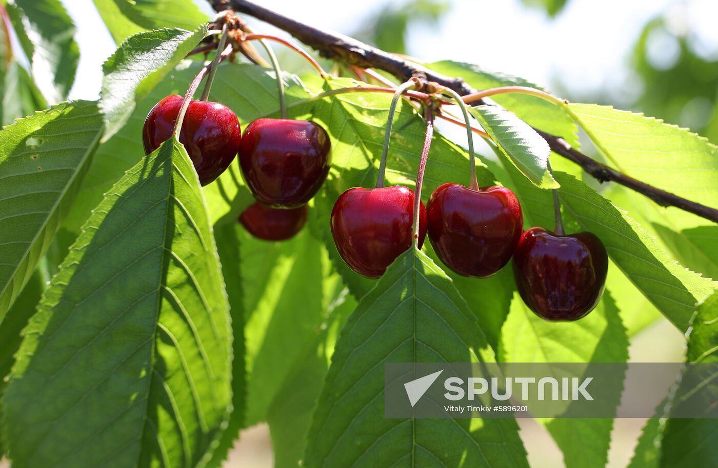 Russia Wild Cherries Harvest