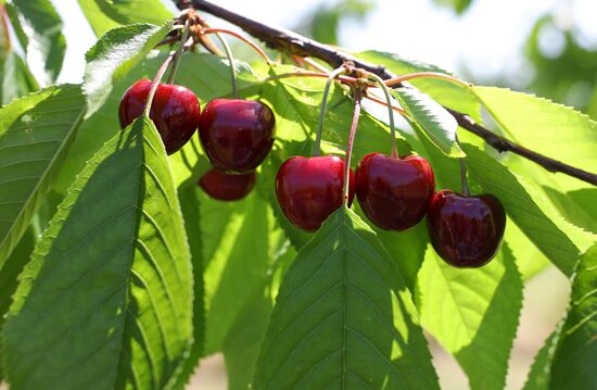 Russia Wild Cherries Harvest