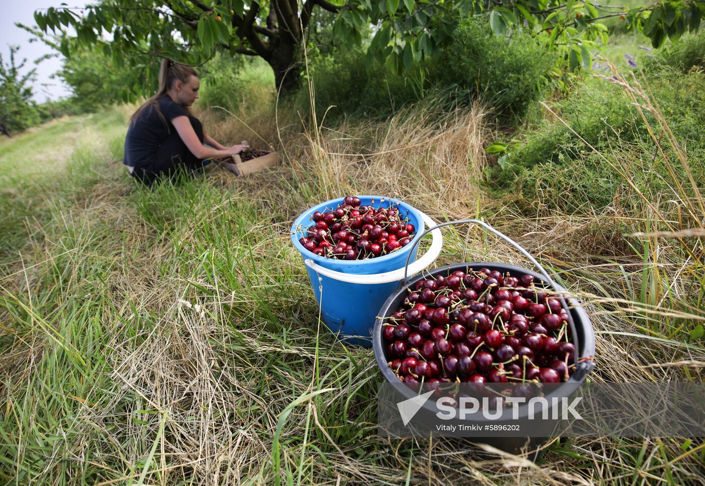 Russia Wild Cherries Harvest