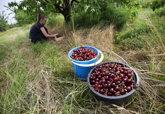 Russia Wild Cherries Harvest