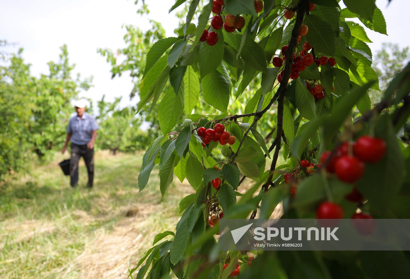 Russia Wild Cherries Harvest