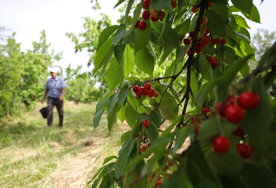 Russia Wild Cherries Harvest