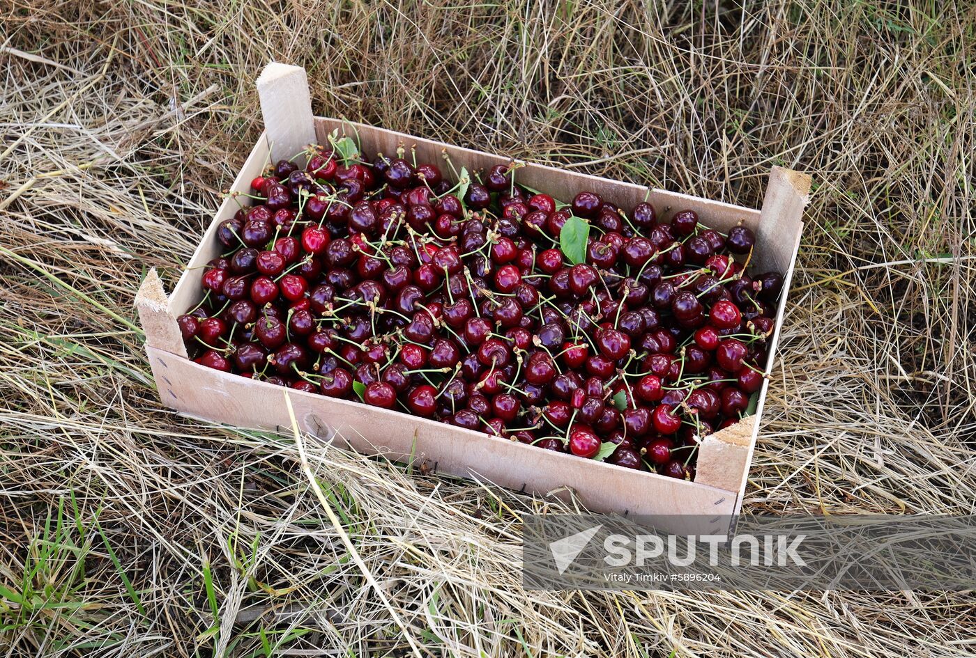 Russia Wild Cherries Harvest