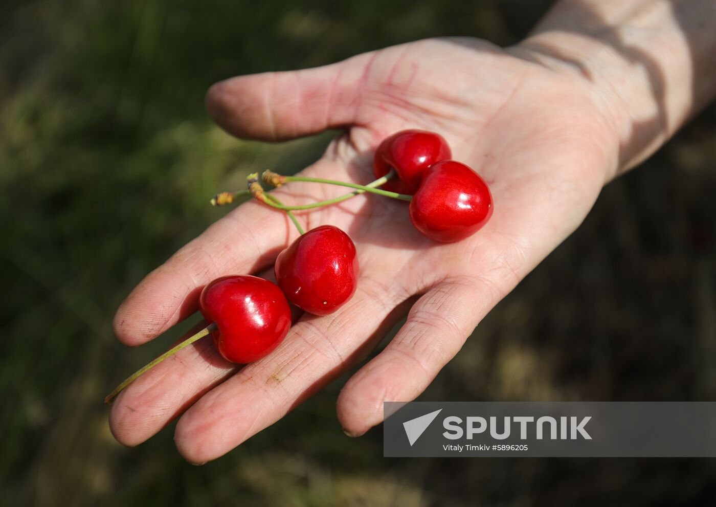 Russia Wild Cherries Harvest