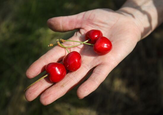 Russia Wild Cherries Harvest