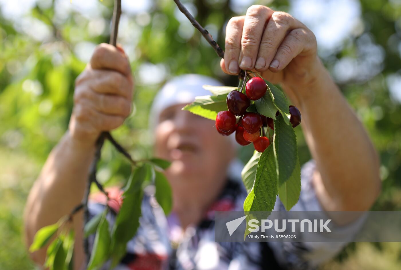 Russia Wild Cherries Harvest