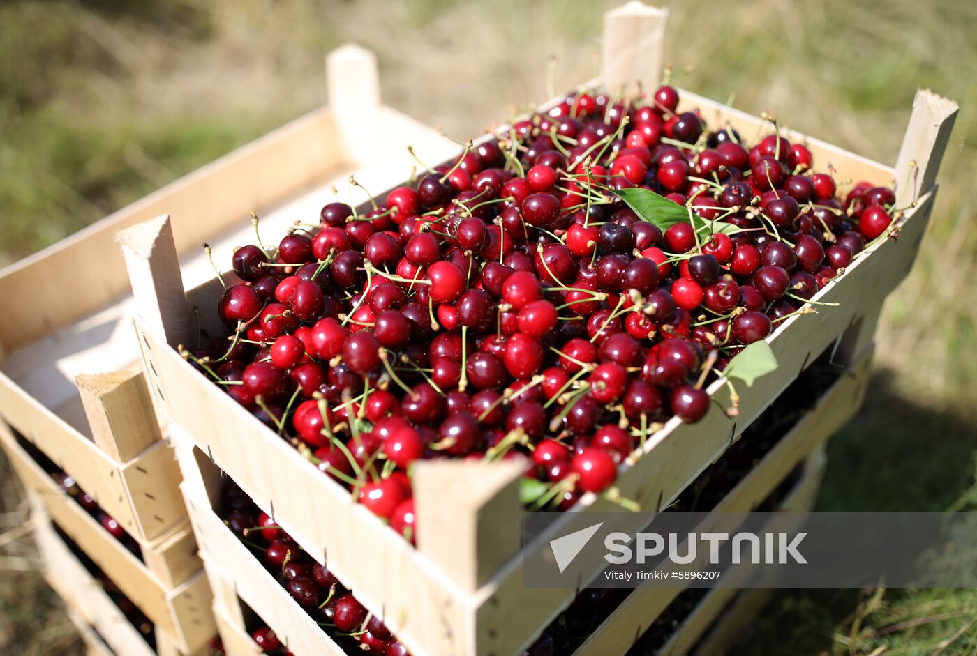 Russia Wild Cherries Harvest