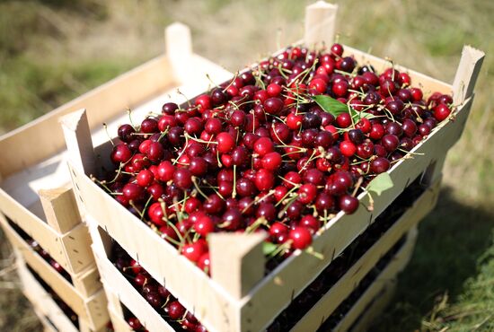 Russia Wild Cherries Harvest