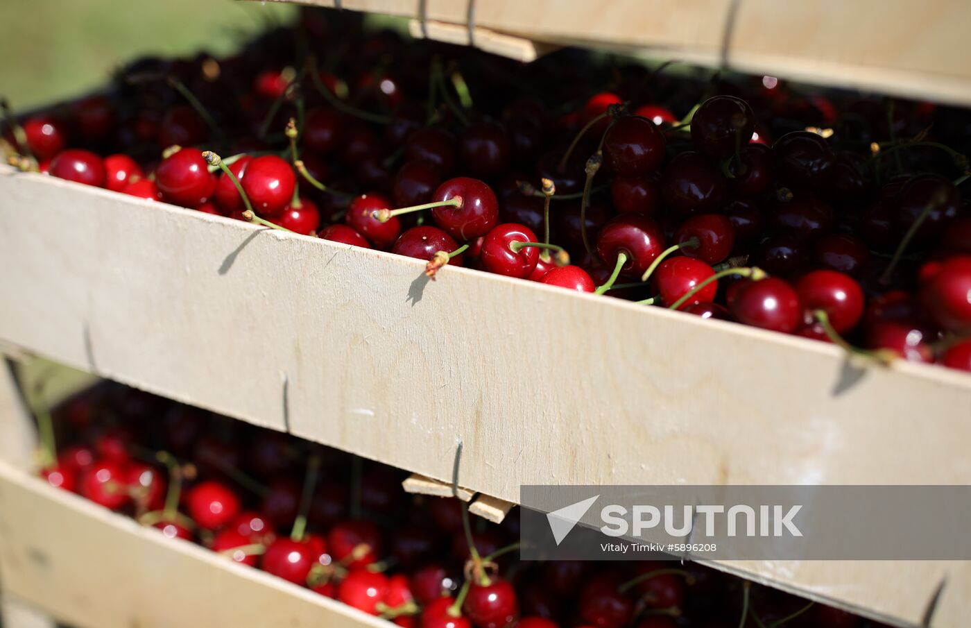 Russia Wild Cherries Harvest