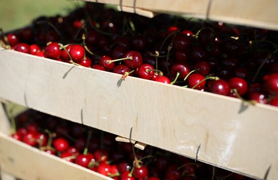 Russia Wild Cherries Harvest