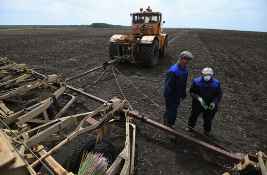 Russia Sowing Season