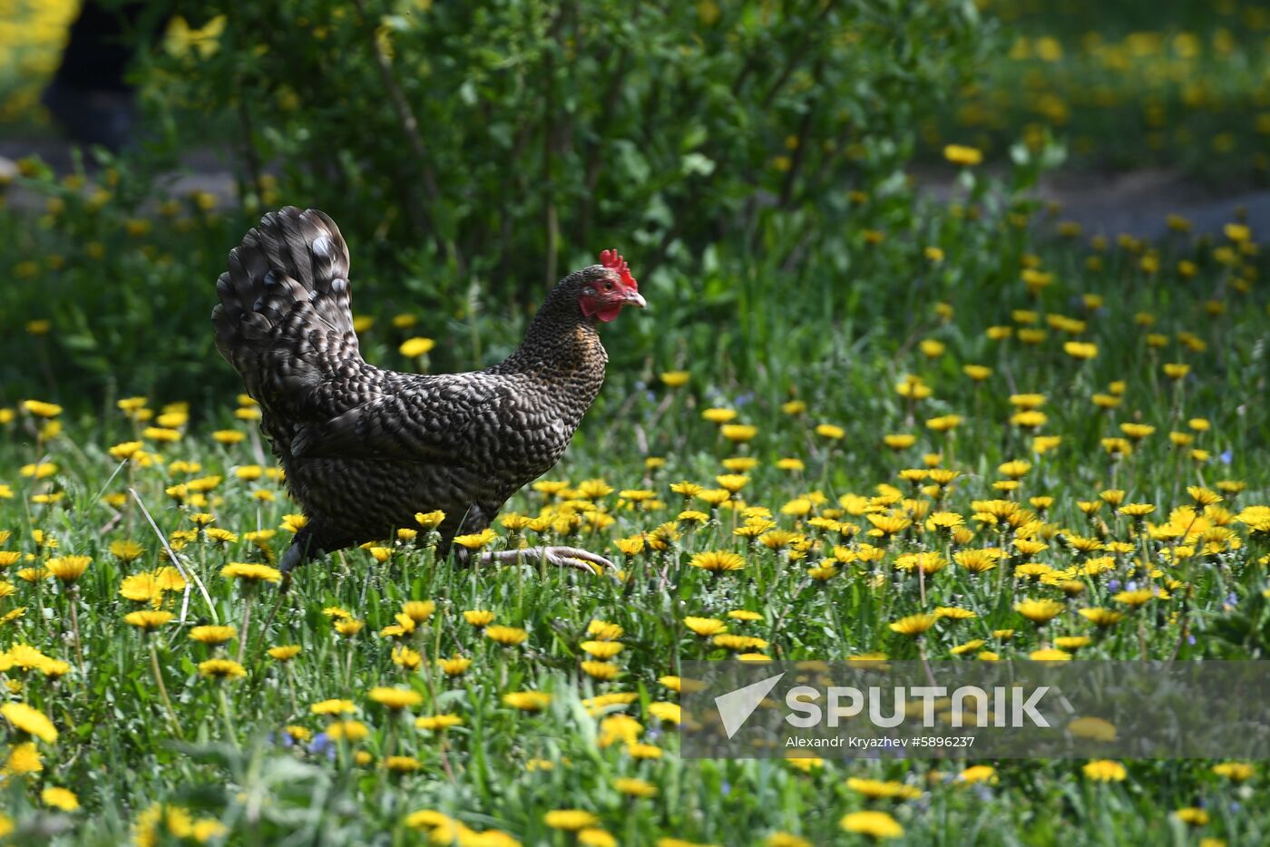 Russia Sowing Season