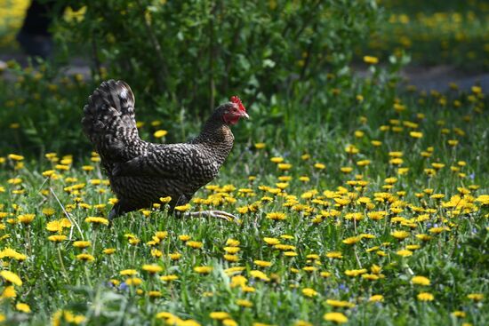 Russia Sowing Season