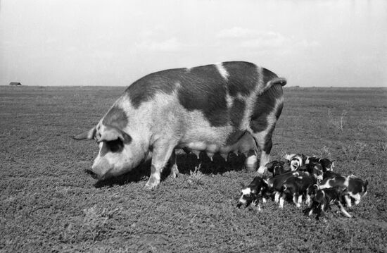 Ukrainian Steppe Spotted Pig
