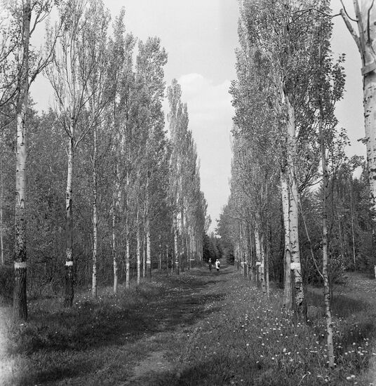 All-Union Research Institute of Forestry and Forestry Mechanization