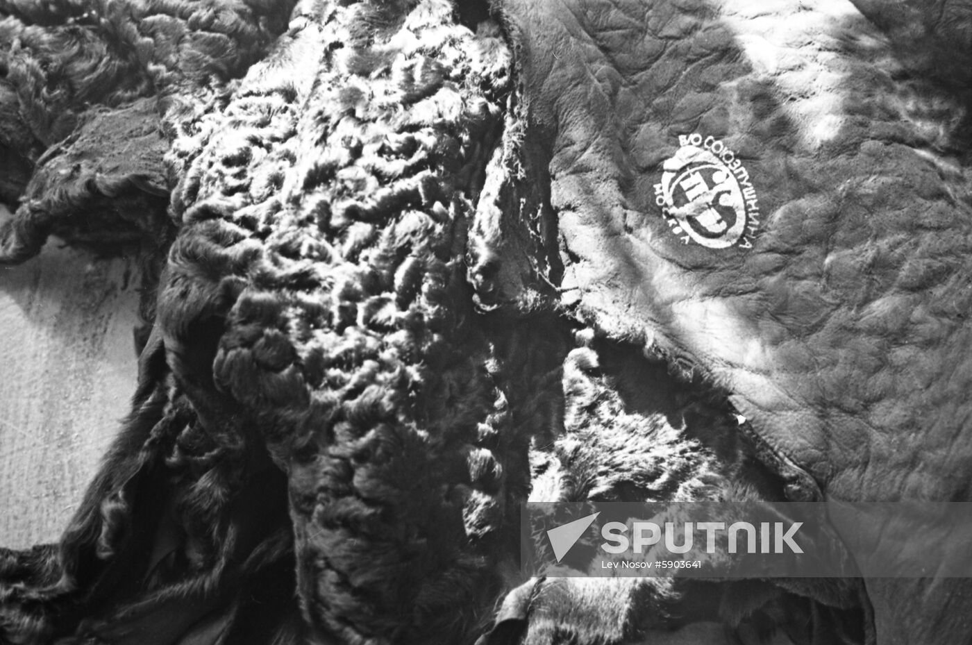 Russian fur
