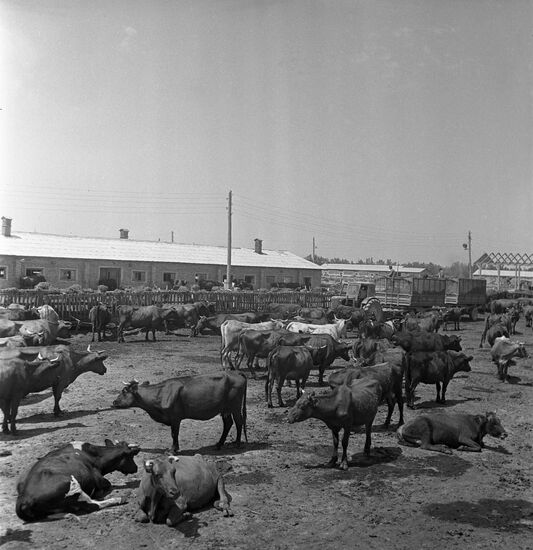 Farkhad collective farm in Uzbekistan
