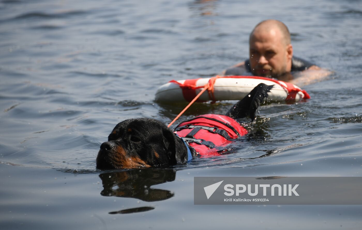 Russia Rescue Dogs