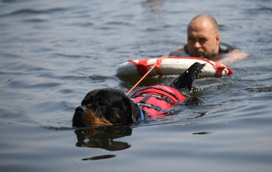 Russia Rescue Dogs