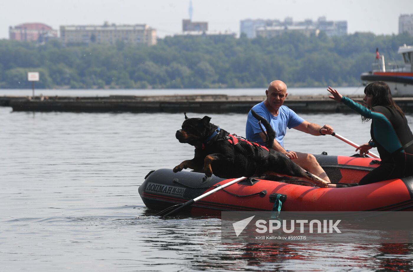 Russia Rescue Dogs