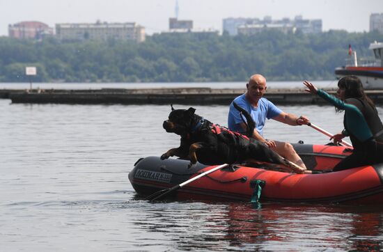 Russia Rescue Dogs
