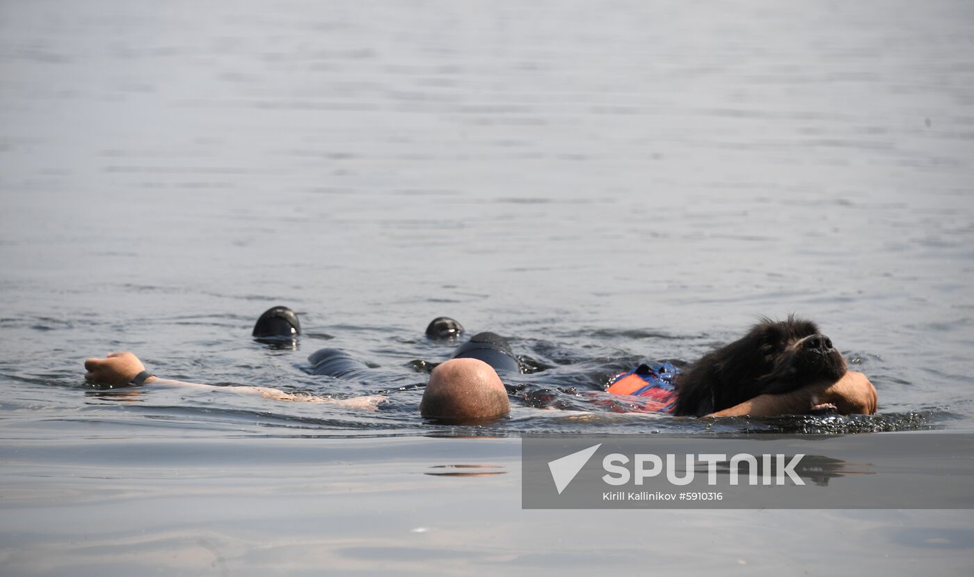 Russia Rescue Dogs