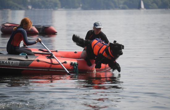 Russia Rescue Dogs