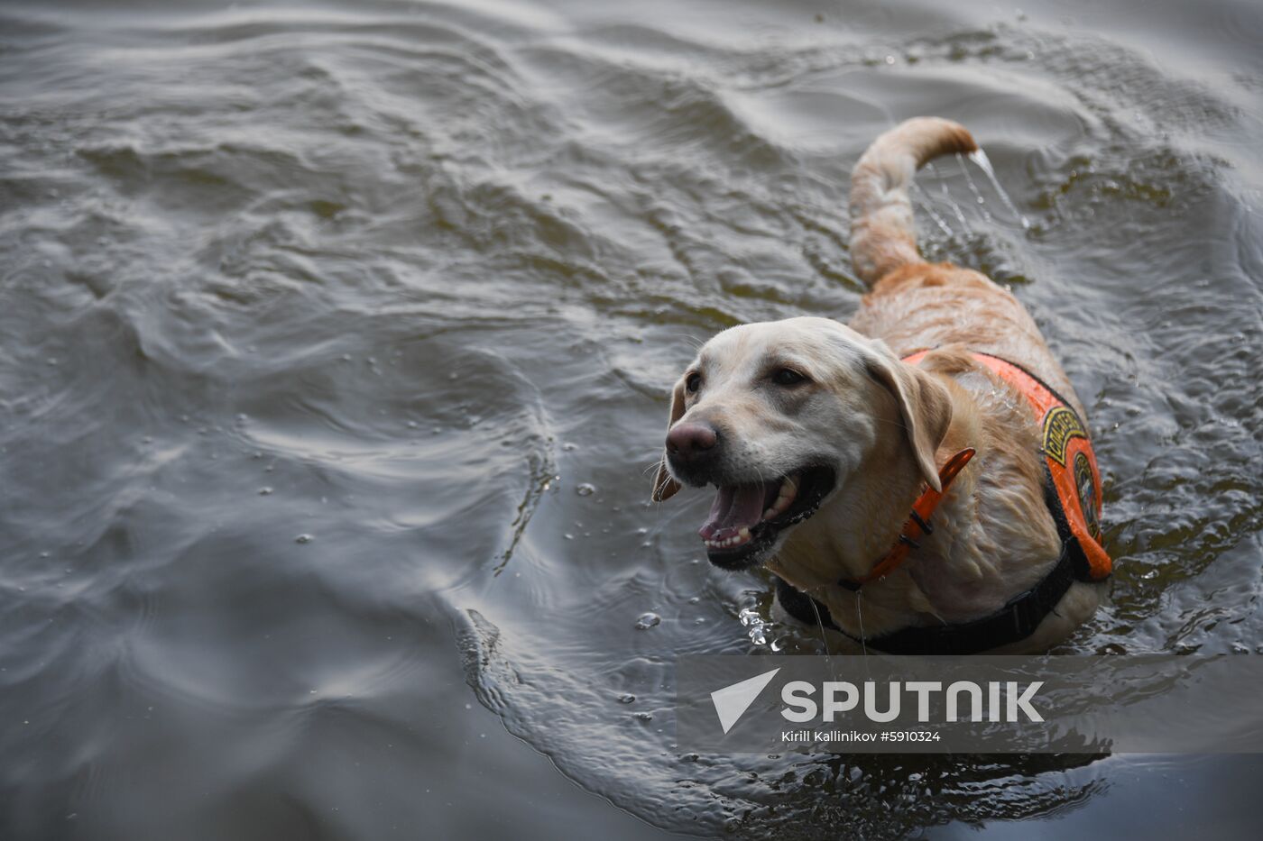 Russia Rescue Dogs