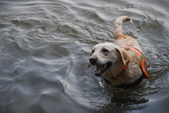 Russia Rescue Dogs