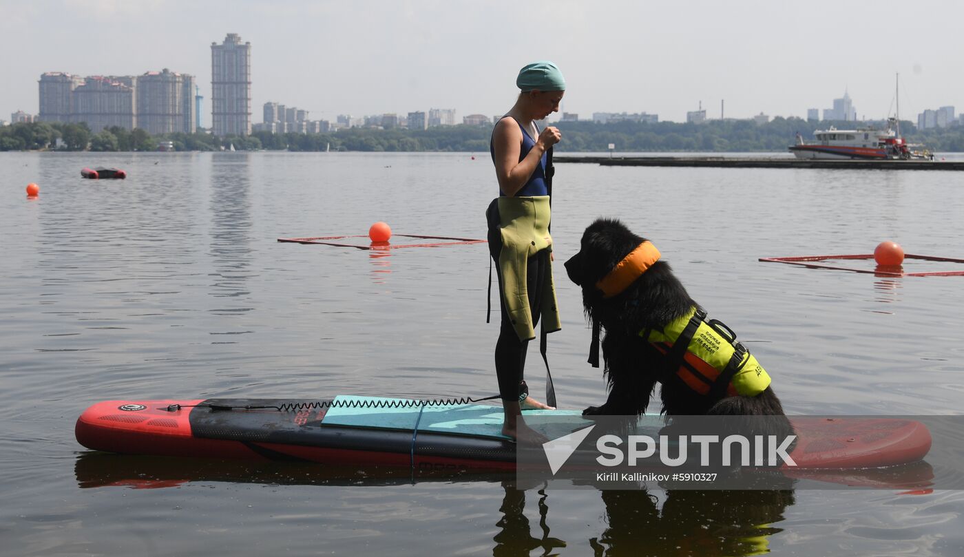 Russia Rescue Dogs