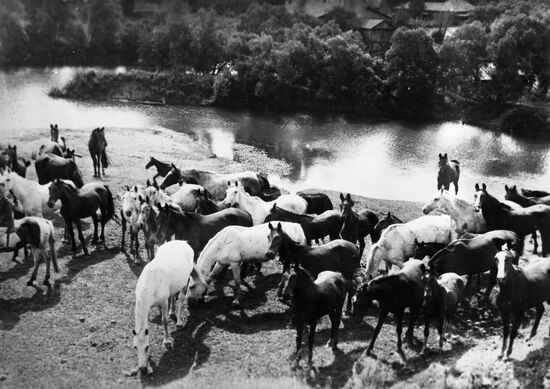 Prilepy stud farm