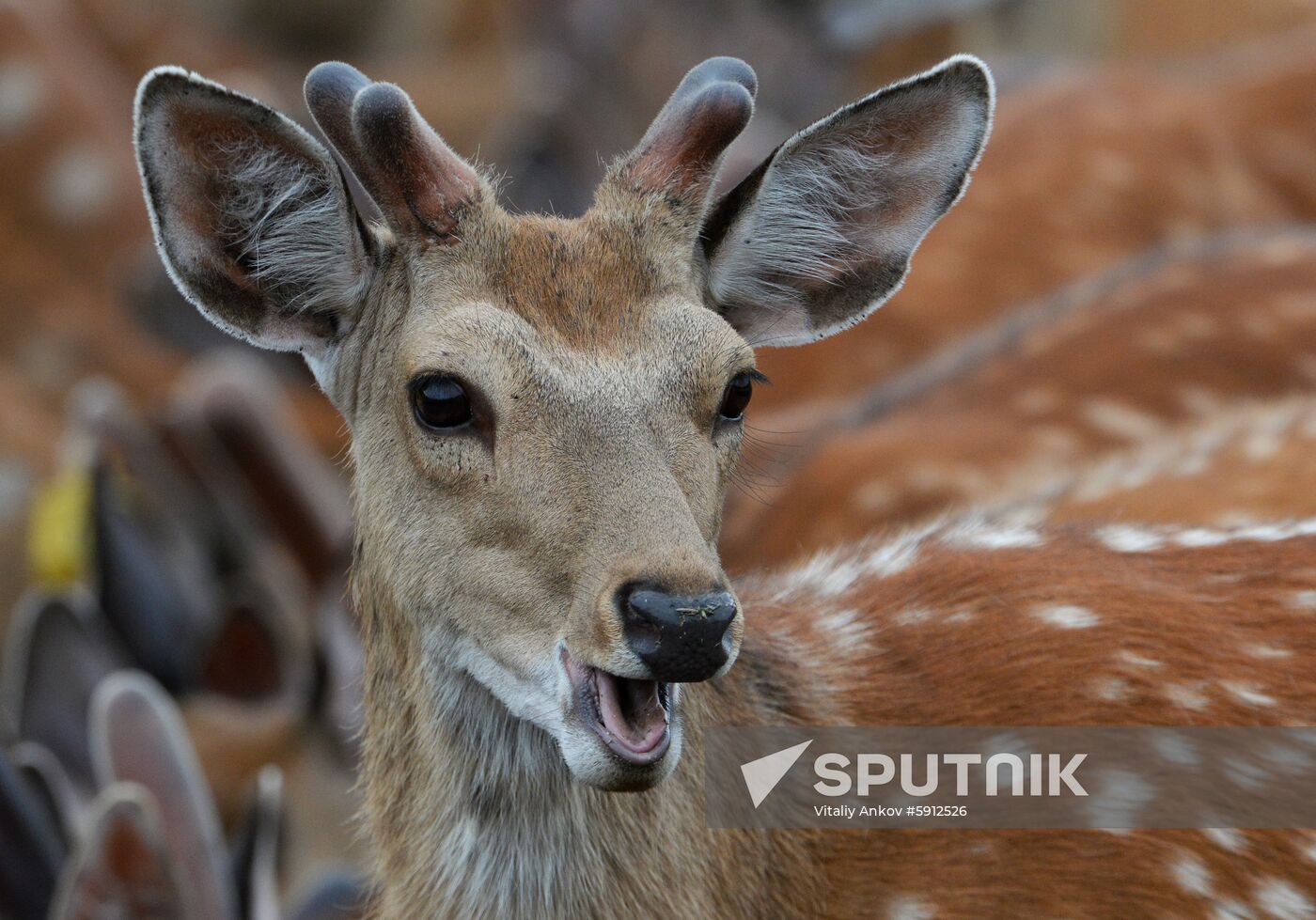 Russia Deer