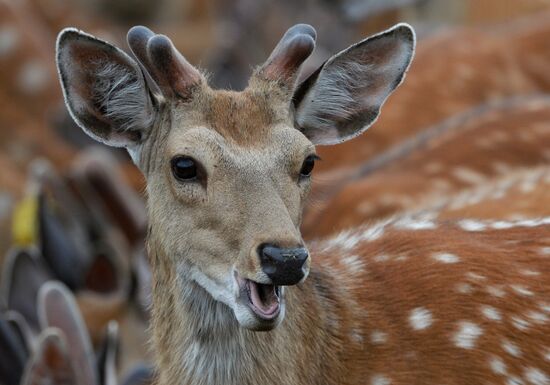 Russia Deer