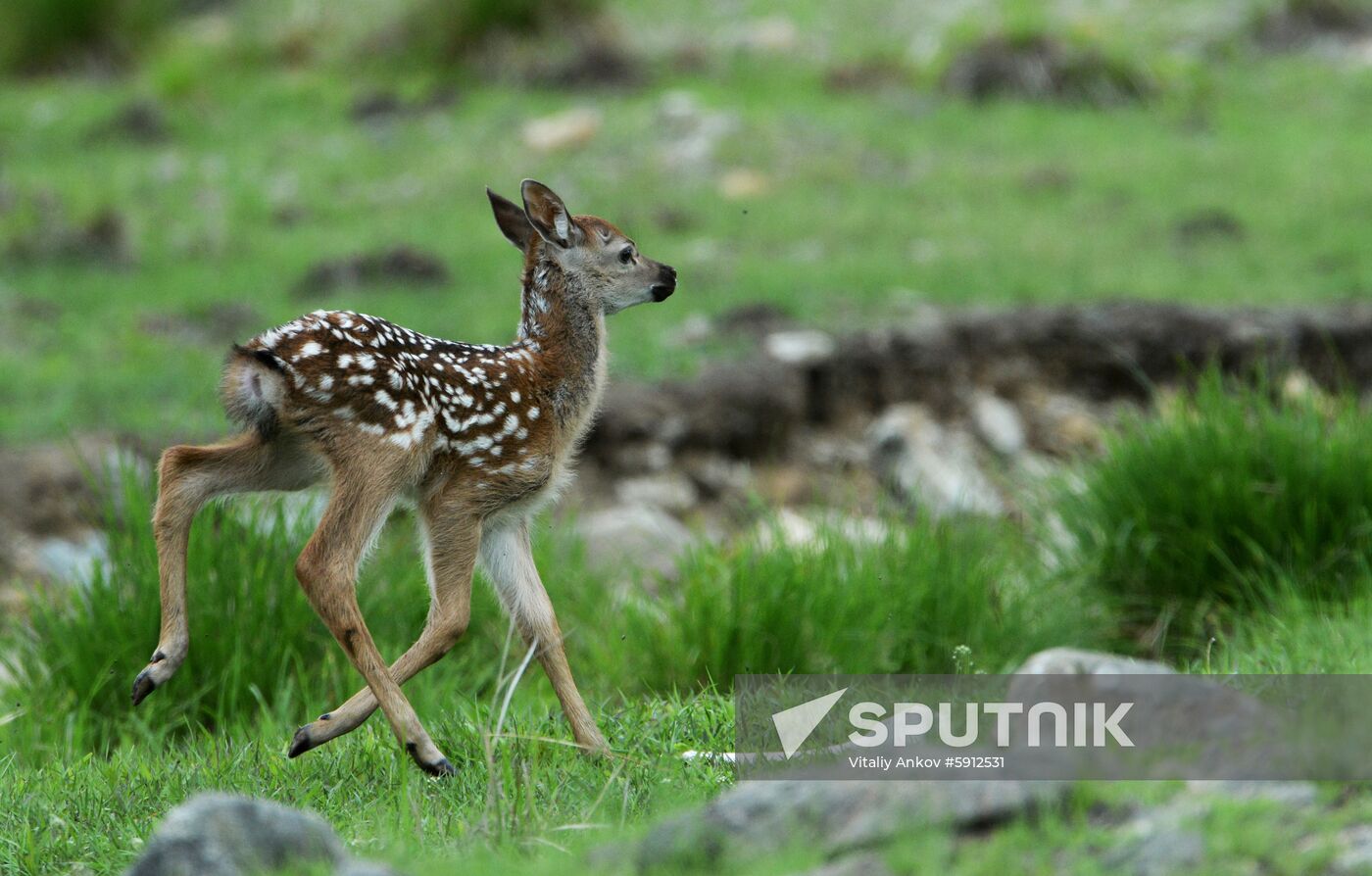 Russia Deer