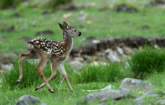 Russia Deer