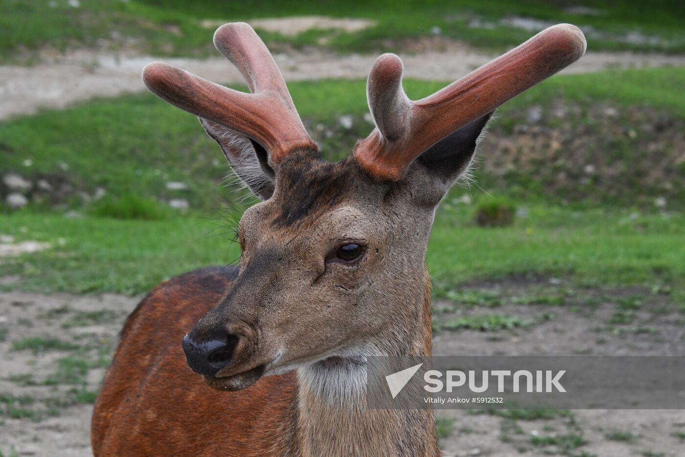 Russia Deer