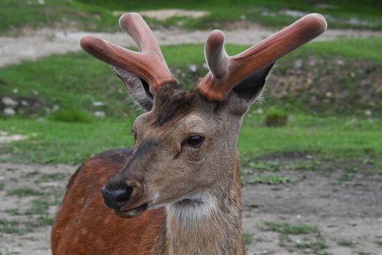 Russia Deer