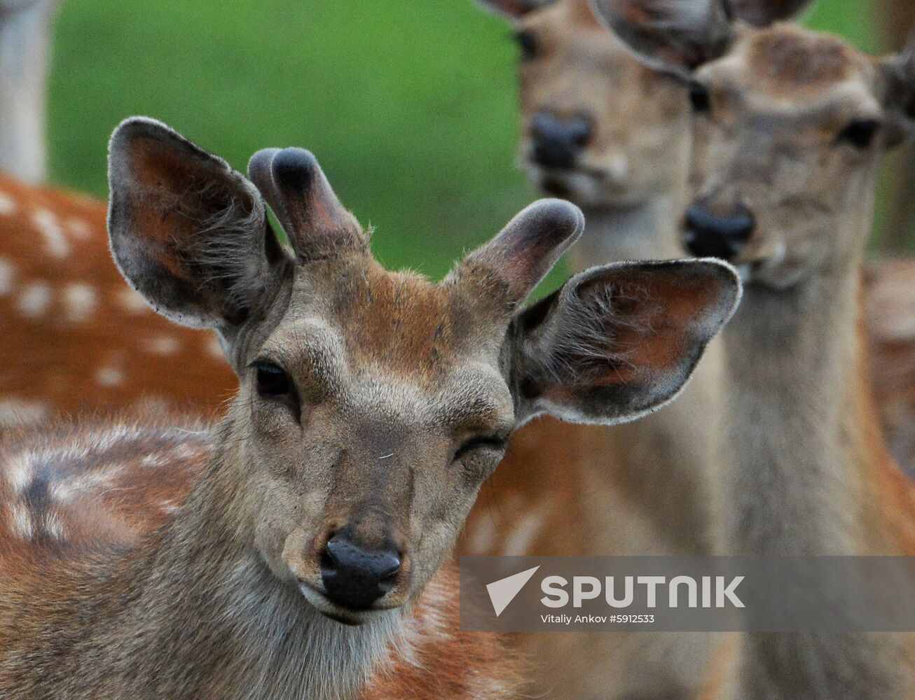 Russia Deer