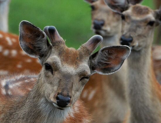 Russia Deer