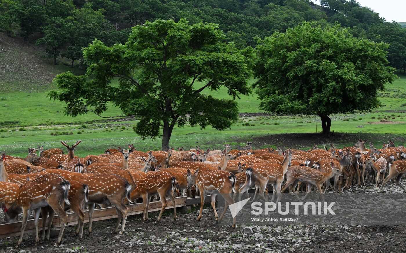 Russia Deer