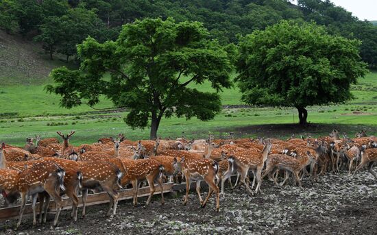 Russia Deer
